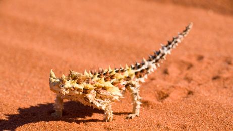 Zwierzęta pustynne - jakie gatunki żyją na pustyni? Przykłady i ciekawostki