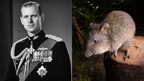 60 lat temu książę Filip nieświadomie uratował najrzadszego torbacza Australii