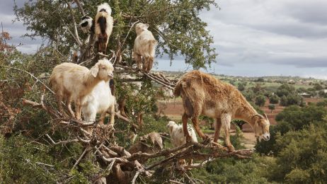 Dlaczego w Maroko kozy wchodzą na drzewa?