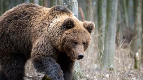 Zwierzęta w Tatrach - jakie gatunki można tam spotkać?