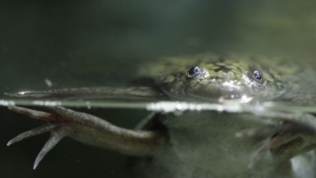 Żaba szponiasta potrafi odtworzyć utraconą kończynę. Potrzebuje tylko specjalnego koktajlu