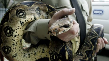 Najdłuższe węże świata - ile mierzą te niesamowite gady? (fot. Phil Noble - PA Images/PA Images via Getty Images)