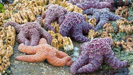 Purpurowe rozgwiazdy morskie są atakowane przez tajemniczą chorobę (fot. Getty Images)