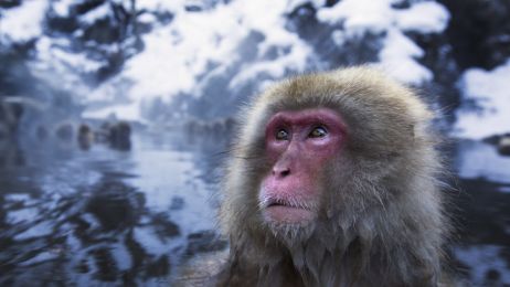 Japońskie makaki uprawiają seks z jeleniam. Czemu to służy?