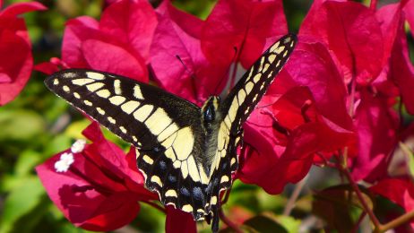 Potrafią piszczeć! 9 zaskakujących cech motyli