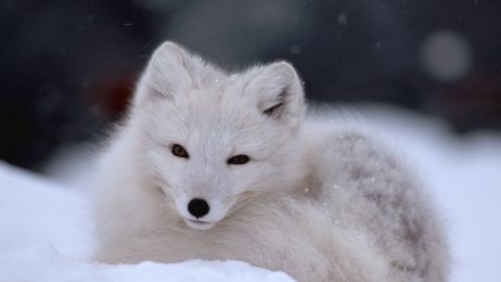 Lisy polarne: opis, występowanie, ciekawostki
