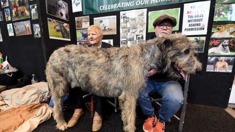 Największe psy na świecie - poznaj rekordowe rasy psów (fot. James D. Morgan/Getty Images)