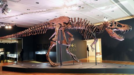 Odnaleziono tyranozaura Stana! Najdroższy szkielet świata trafi do muzeum