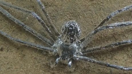 Niezwykłe zachowanie tropikalnego pająka. Naukowcy zaobserwowali, że może chować się pod wodą nawet przez 30 minut (fot. Lindsey Swierk)