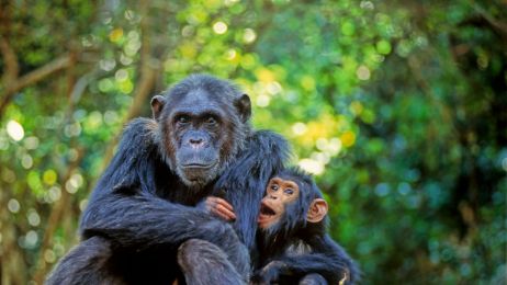 Szympansy mają ukryty język. Nikt o tym nie wiedział, dopóki nie przeanalizowano nagrań tysięcy nawoływań (fot. Avalon/Universal Images Group via Getty Images)