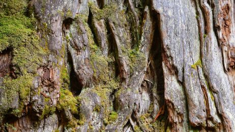 Gran Abuelo w Chile ma być najstarszym drzewem na świecie