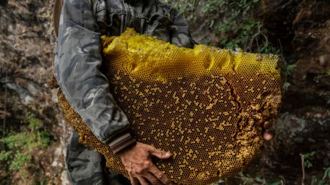 Jak nasi przodkowie cenili miód? Kradzież miodu i zniszczenie pszczelej rodziny karali śmiercią przez powieszenie (fot. Kevin Frayer/Getty Images)
