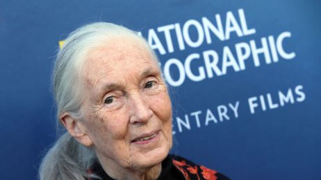 „Nie jest jeszcze zbyt późno na działanie”. Jane Goodall daje nadzieję światu (fot.  David Livingston/Getty Images)