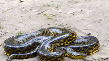 Anakonda - mocarz z bagien. Jaki tryb życia prowadzi największy wąż świata? (fot. Sylvain CORDIER/Gamma-Rapho via Getty Images)