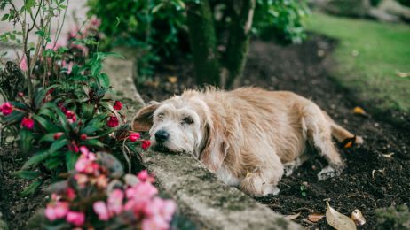 Jakie są rośliny trujące dla psa? Możesz mieć je w ogrodzie