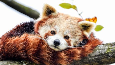 Pandka ruda, panda mała, panda czerwona – co to za zwierzę i czy można je trzymać w domu? (fot. Dave Rushen/SOPA Images/LightRocket via Getty Images)