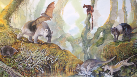 Papua-Nowa Gwinea była domem olbrzymiego kangura. Na to wskazują skamieniałości sprzed 50 tys. lat
