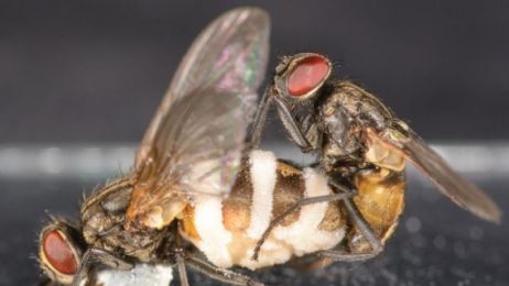 Grzyb zombie wabi zdrowe samce much do kopulowania z zakażonymi zwłokami samic. Tak zapewnia sobie przetrwanie