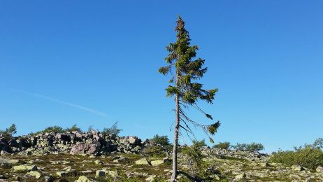 Oto najstarsze drzewo na świecie. Ma 9,5 tysiąca lat i rośnie w Szwecji (fot. Karl Brodowsky, Wikimedia Commons, CC-BY-SA-3.0)