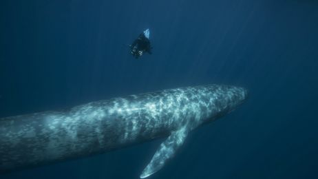 Największy wieloryb. Poznajcie płetwala błękitnego, który waży tyle, co 30 słoni (fot. Getty Images)