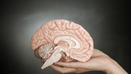 Ciekawostki o mózgu. Neurony babci, prawdziwa liczba szarych komórek i mit wykorzystywania tylko 10% mózgu (fot. Getty Images)
