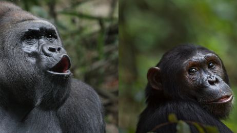 goryle i szympansy