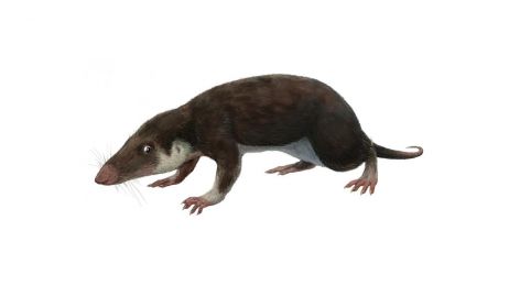 Naukowcy zrekonstruowali genom najstarszego przodka wszystkich ssaków. Na grafice morganukodont (fot. Funkmonk, Wikimedia Commons, CC-BY-SA-4.0)