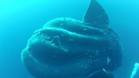 Rekordowo wielka ryba kostnoszkieletowa znaleziona w pobliżu Azorów. Ile ważyła? (fot. Fishbase.de, Wikimedia Commons, CC-BY-SA-4.0)