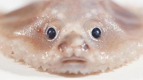 Na dnie oceanu znaleziono najdziwniejsze stworzenia świata. Poznajcie rybę-ravioli i rybę na szczudłach (fot. Ben Healley/Museums Victoria)