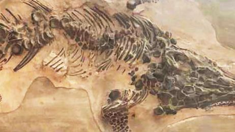 Pierwsza skamieniałość ichtiozaura – zniszczona przez nazistów – miała ukryte kopie. Odnaleziono 2 z nich (fot. The University of Manchester)