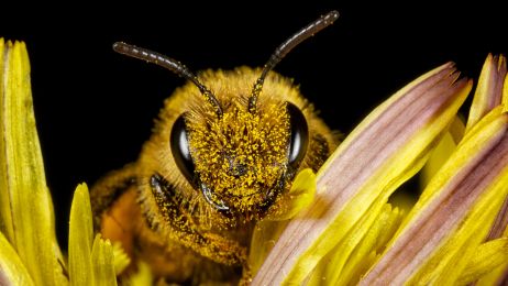 Pszczoły miodne wytwarzają ładunek elektryczny jak burza z piorunami
