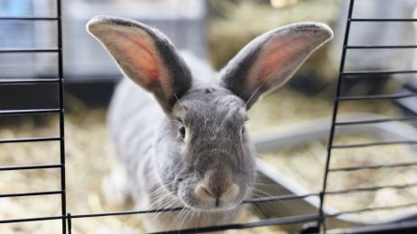 Ciekawostki o królikach. Co powinieneś wiedzieć, zanim zaopiekujesz się królikiem? (fot. Getty Images)