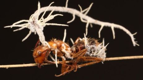 Grzyb zamieniający mrówki w zombie