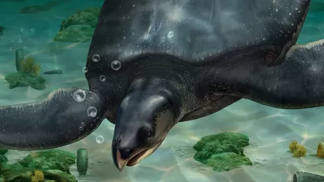 Żółw morski odkryty w Hiszpanii mierzył prawie 4 metry długości