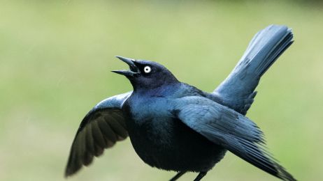 70 niesamowitych ciekawostek o ptakach – dowiedz się więcej o tych zwierzętach (fot. Getty Images)