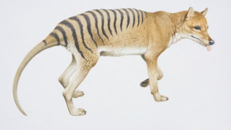 Ostatni tygrys tasmański odnaleziony w muzeum. Jego ponowne odkrycie rzuca nowe światło na wymarcie gatunku