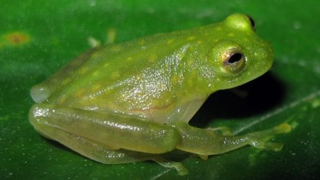 Przeźroczyste żaby mają sprytny sposób na znikanie z oczu drapieżnikom. „Chowają” krew w pewnym miejscu (fot. Grupo Herpetlogico de Antioquia, Universidad de Antioquia, Museo de Herpetologia, Wikimedia Commons, CC-BY-SA-3.0)