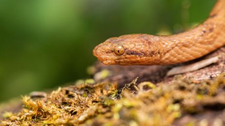 W Ameryce Południowej odkryto nowy gatunek węża boa. Jest maleńki