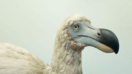 Dront dodo powróci na Ziemię? Firma zajmująca się edycją genów zbiera fundusze na jego wskrzeszenie (fot. David Tipling/Education Images/Universal Images Group via Getty Images)