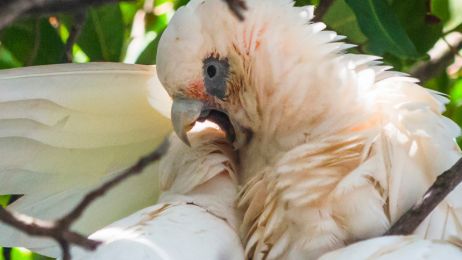 Kakadu białooka potrafi używać zestawy narzędzi. To drugi taki gatunek na świecie