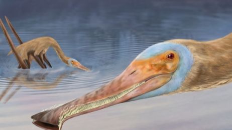 Miał długi dziób, prawie 500 zębów i jadł jak flaming. Naukowcy odkryli nowy, niezwykły gatunek pterozaura (fot. Megan Jacobs)