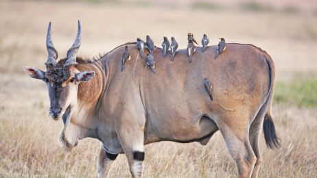 Największe i najszybsze antylopy. Czego jeszcze nie wiesz o tych zwierzętach? (fot. Getty Images)