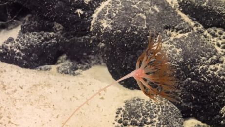 Discovering Deep-Sea Corals of the Phoenix Islands 2