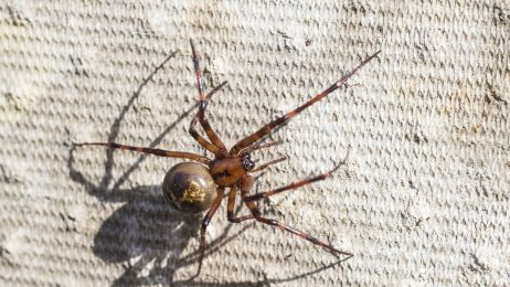 Czy pająk może upolować ssaka? To przerażające wideo pokazuje, jak fałszywa czarna wdowa obezwładnia ryjówkę (fot. Getty Images)