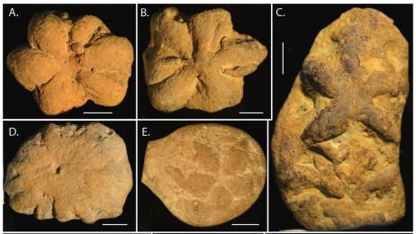 Tych zagadkowych skamieniałości sprzed pół miliarda lat nie pozostawił żywy organizm. Co to może być? (fot. Nolan et al., PeerJ, 2023)