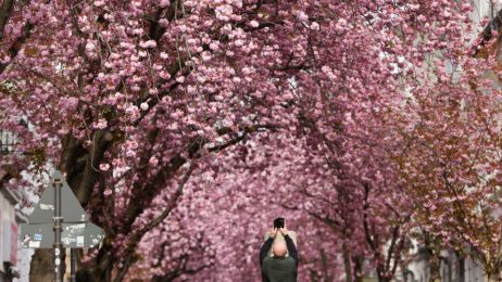 Kwitnące wiśnie to symbol wiosny w Japoni. Gdzie jeszcze je zobaczysz?