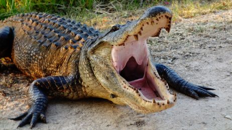 Fotografka uwieczniła na zdjęciach aligatora–kanibala w akcji. To nieczęsty widok