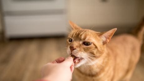 Jak oswoić kota – porady i triki jak zbudować zaufanie u kota (fot. Getty Images)
