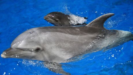 Jak się rodzi delfin