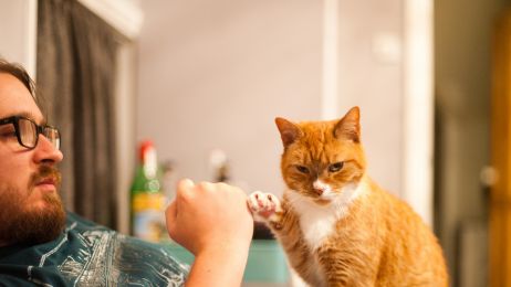 Chcesz przywołać kota? Możesz być zaskoczony. Mówienie do niego i wołanie po imieniu to nie najlepszy pomysł (fot. Getty Images)